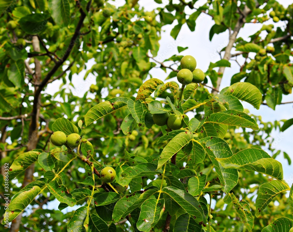Young green fruits of a walnut on a tree in a collective farm garden Young green fruits of a walnut on a tree in a collective farm garden