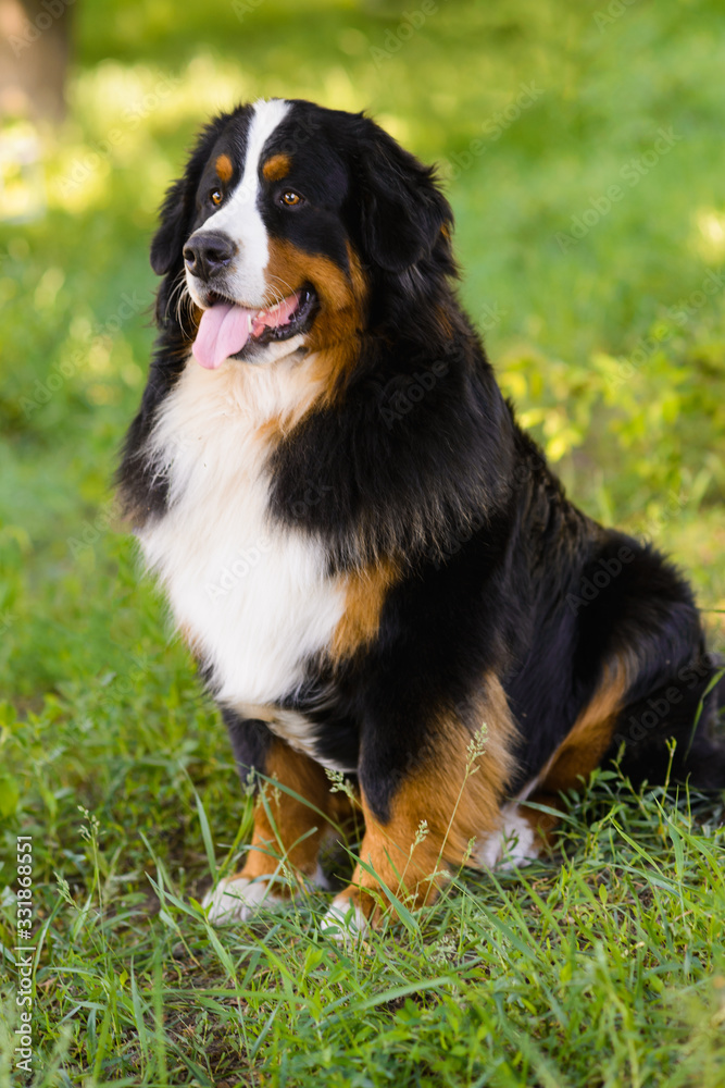 Portrait of large well-kept dog Berner Sennenhund sitting on side of lawn in green spring grass, in park