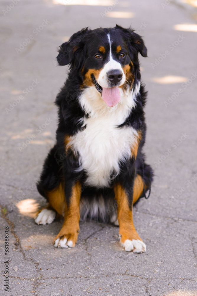 Portrait of happy large luxurious well-groomed Berner Sennenhund dog sitting on an asphalt road