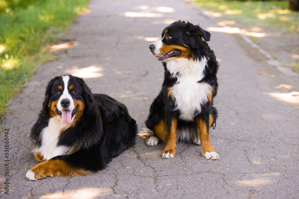 Two beautiful Berner Sennenhund, male and female on the asphalt road, one sits, the second lies