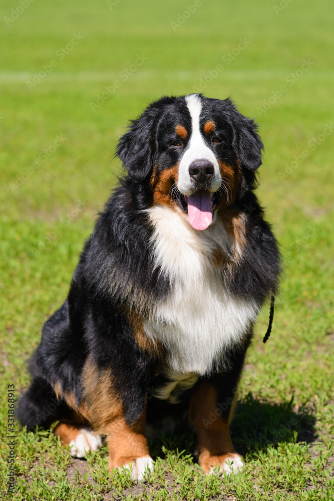 Portrait of large well-kept dog Berner Sennenhund sitting on side of lawn in green spring grass, in park