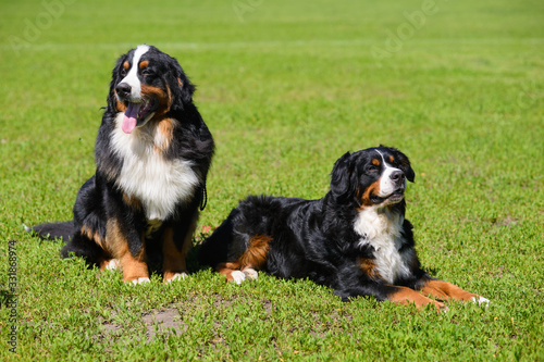 Two Berner Sennenhund on background of green spring grass, one sits, second lies