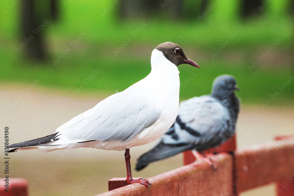 Fototapeta premium Beautiful gull is friendly with a dove