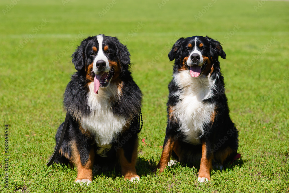 Two beautiful large Berner Sennenhund, male and female, are sitting on the green spring grass nearby.