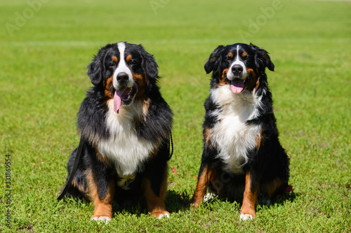 Two beautiful large Berner Sennenhund, male and female, are sitting on the green spring grass nearby.