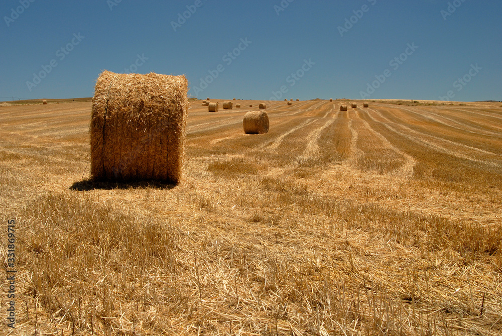 Fototapeta premium campos de cultivo