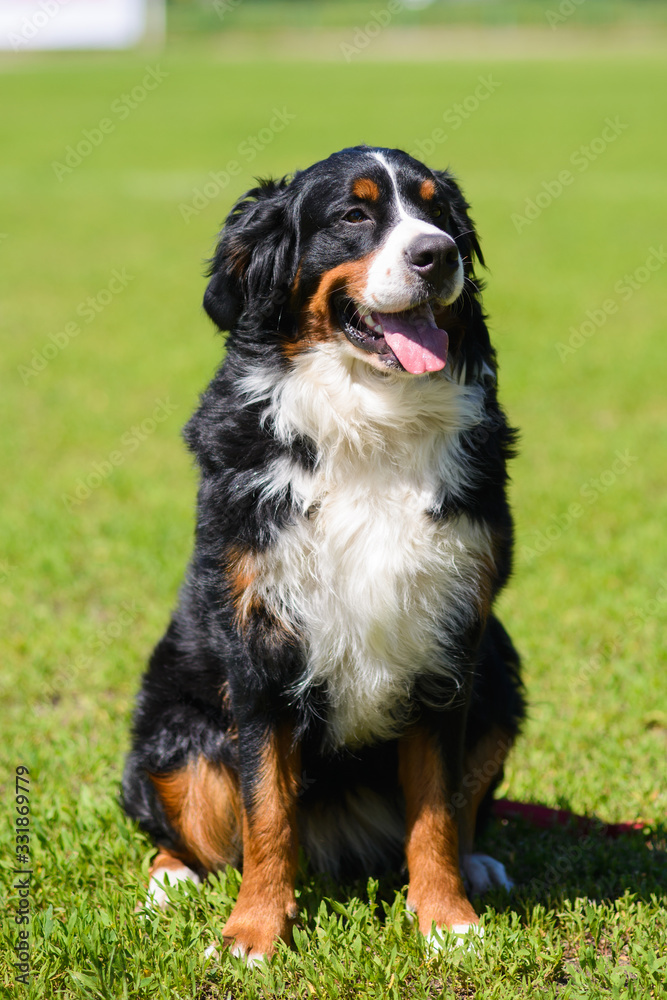 Portrait of large well-kept dog Berner Sennenhund sitting on side of lawn in green spring grass, in park Portrait of large well-kept dog Berner Sennenhund sitting on side of lawn in green spring grass, in park