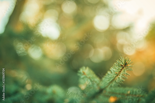 Pine tree branch closeup with blurred sunny background. Artistic nature view