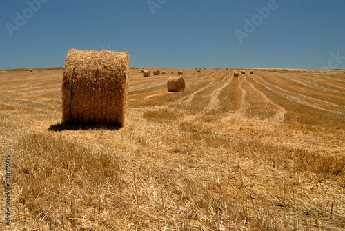 campos de cultivo photo