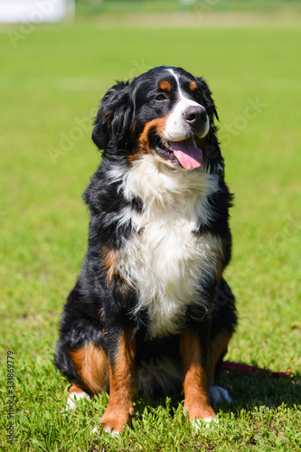 Portrait of large well-kept dog Berner Sennenhund sitting on side of lawn in green spring grass  in park