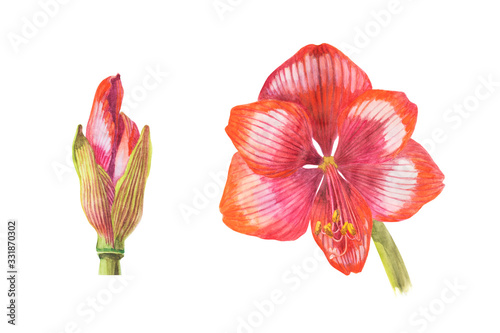 Watercolor blooming red Amaryllis bud and flower head on white isolated background