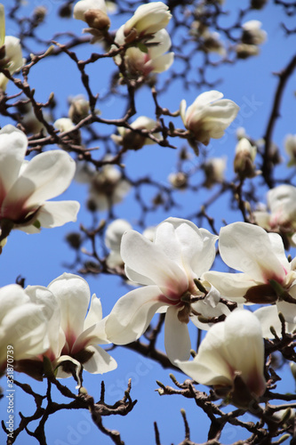 The blooming white magnolia flowers are especially beautiful against the blue sky!