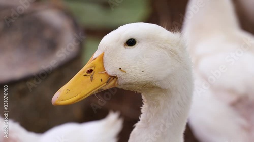 White Duck standing in the farm.