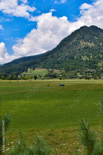 landscape with cows