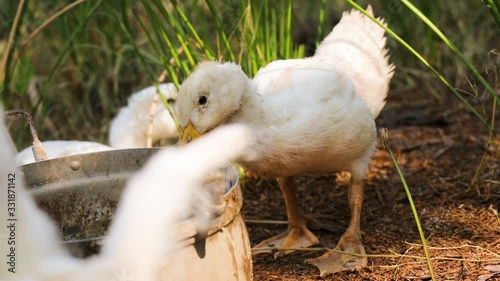 White Duck standing in the farm.