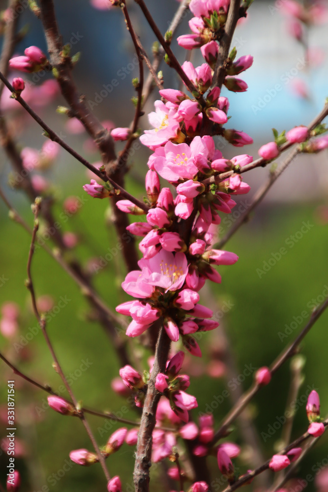 The pink peach blossoms are in bloom in spring! The pink peach blossoms are in bloom in spring!