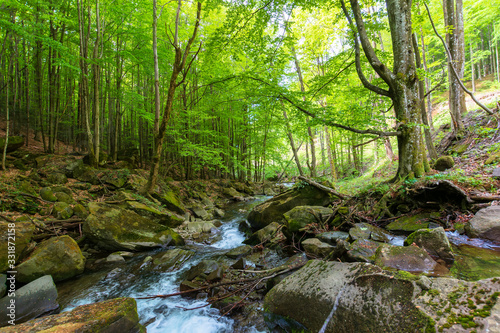 water stream in the beech forest. beautiful nature scenery in spring  trees in fresh green foliage. mossy rocks and boulders on the shore. warm bright weather