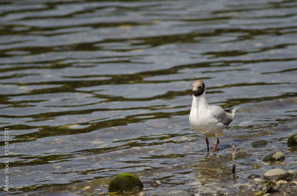 Brown-hooded gull Chroicocephalus maculipennis in the coast. Brown-hooded gull Chroicocephalus maculipennis in the coast.
