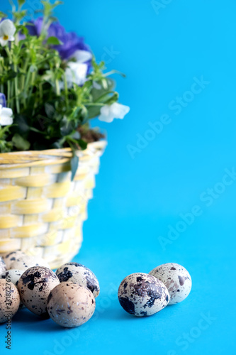 Quail eggs lie next to the spring wicker basket with flowers on a blue background. Easter card. Place for text.