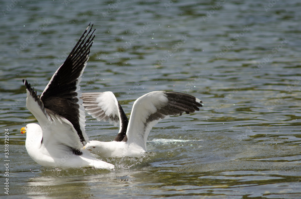 Kelp gulls Larus dominicanus fighting in the water. Kelp gulls Larus dominicanus fighting in the water.