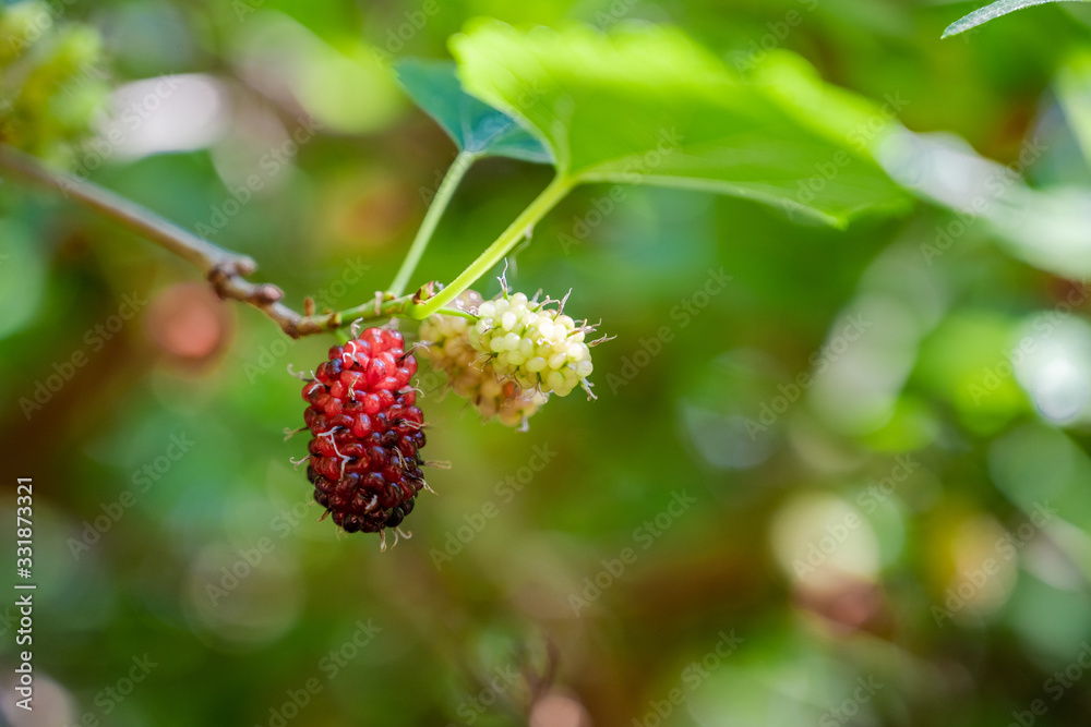 Mulberry Mulberry