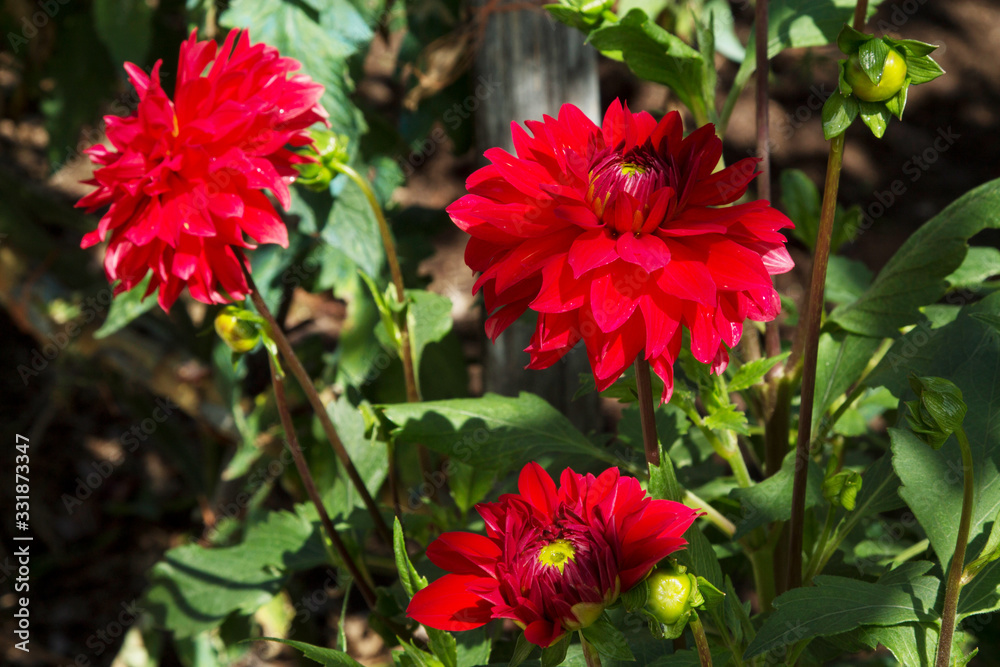 red chrysanthemums in the field red chrysanthemums in the field