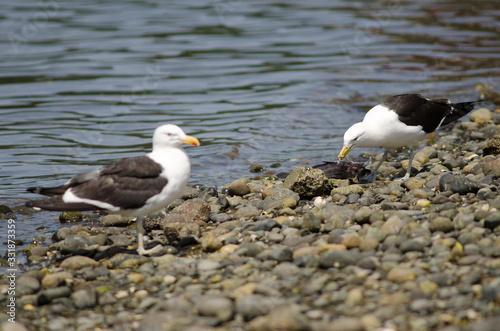 Kelp gull Larus dominicanus eating a fish. photo