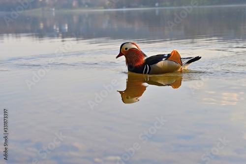 Closeup male mandarin duck (Aix galericulata) swimming on the water with reflection. A beautiful bird living in the wild.