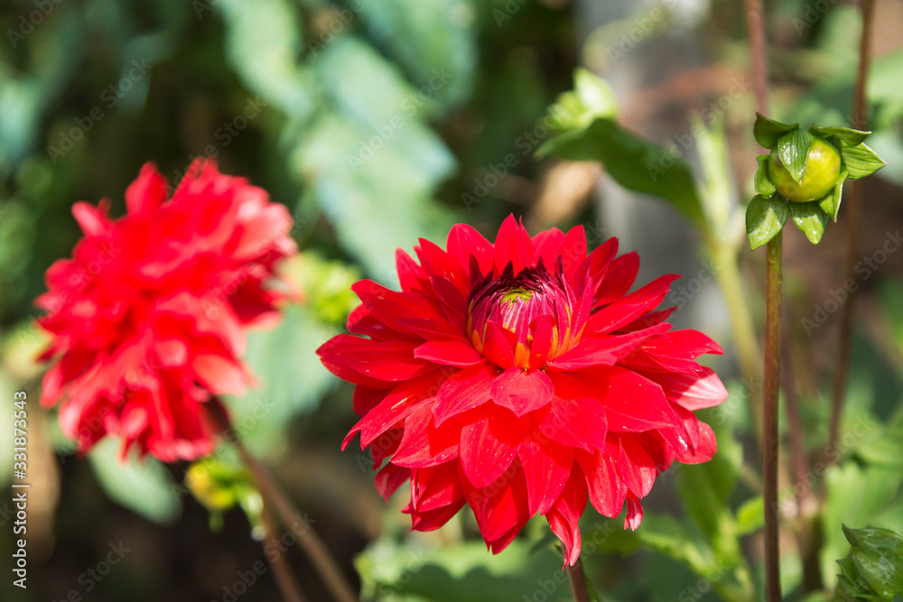 red chrysanthemums in the field red chrysanthemums in the field