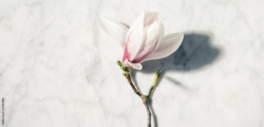 Beautiful pink magnolia flowers on white marble table. Top view. flat lay. Spring minimal concept.