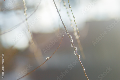 willow twigs at sunrise, spring photo, beautiful willow branches with fluffy yellow buds blossomed in spring warm day on the background of sunset