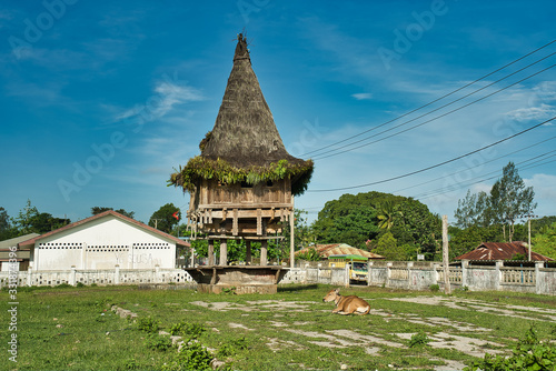 Traditional wooden construction of Fataluku people in Lospalos, Lauten. Timor Leste (East Timor). Cow lying down.