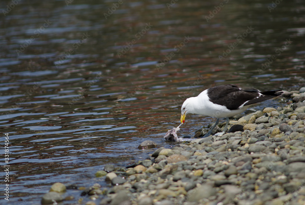 Fototapeta premium Kelp gull Larus dominicanus eating a fish.