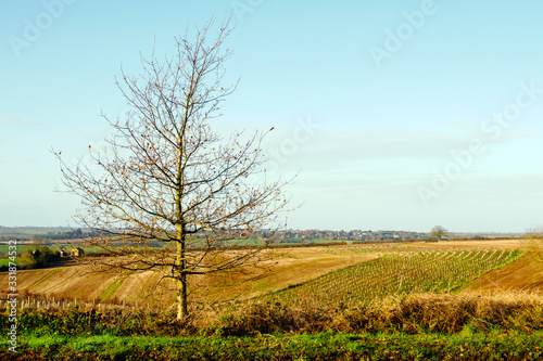 tree seedlings growing on field in england uk
