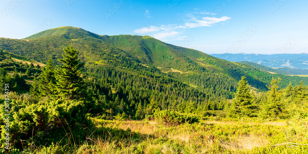 mountain scenery in the morning. coniferous trees on forested hillside with grassy slopes. sunny weather with cloudless sky. chernogora ridge landscape of carpathians in late summer time mountain scenery in the morning. coniferous trees on forested hillside with grassy slopes. sunny weather with cloudless sky. chernogora ridge landscape of carpathians in late summer time