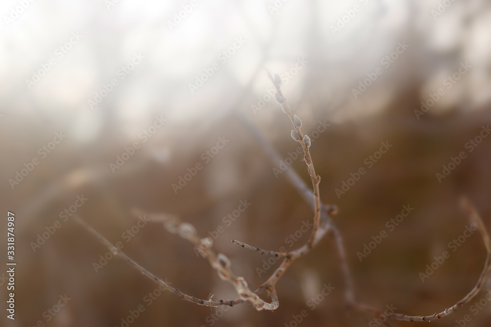 willow twigs at sunrise, spring photo, beautiful willow branches with fluffy yellow buds blossomed in spring warm day on the background of sunset willow twigs at sunrise, spring photo, beautiful willow branches with fluffy yellow buds blossomed in spring warm day on the background of sunset