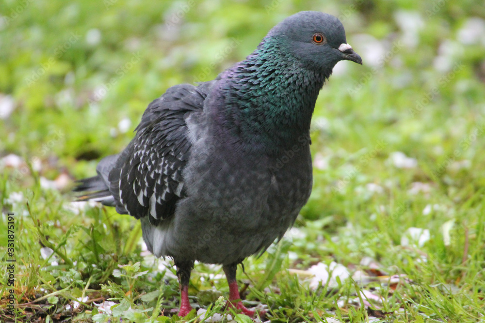 A beautiful dark blue dove walking on the lawn with green grass. A beautiful dark blue dove walking on the lawn with green grass.