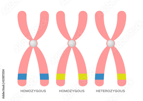 Homozygous and Heterozygous vector / DNA site photo
