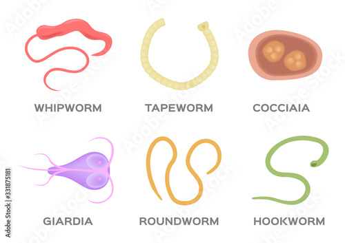 Human Parasite vector / hookworm whipworm tapeworm roundworm coccidia and giardia photo