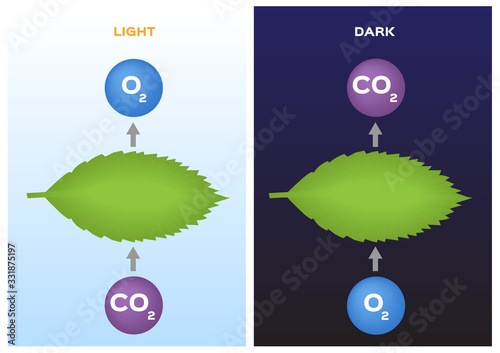 Photosynthesis and Cellular Respiration vector / leaf and plant
