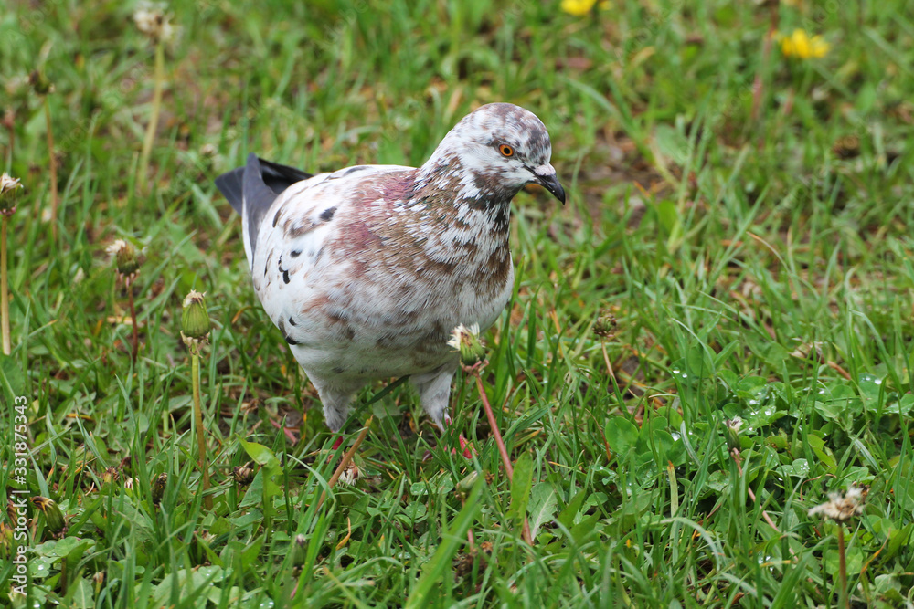 Obraz premium Summer morning. A beautiful pigeon collects worms for their children.