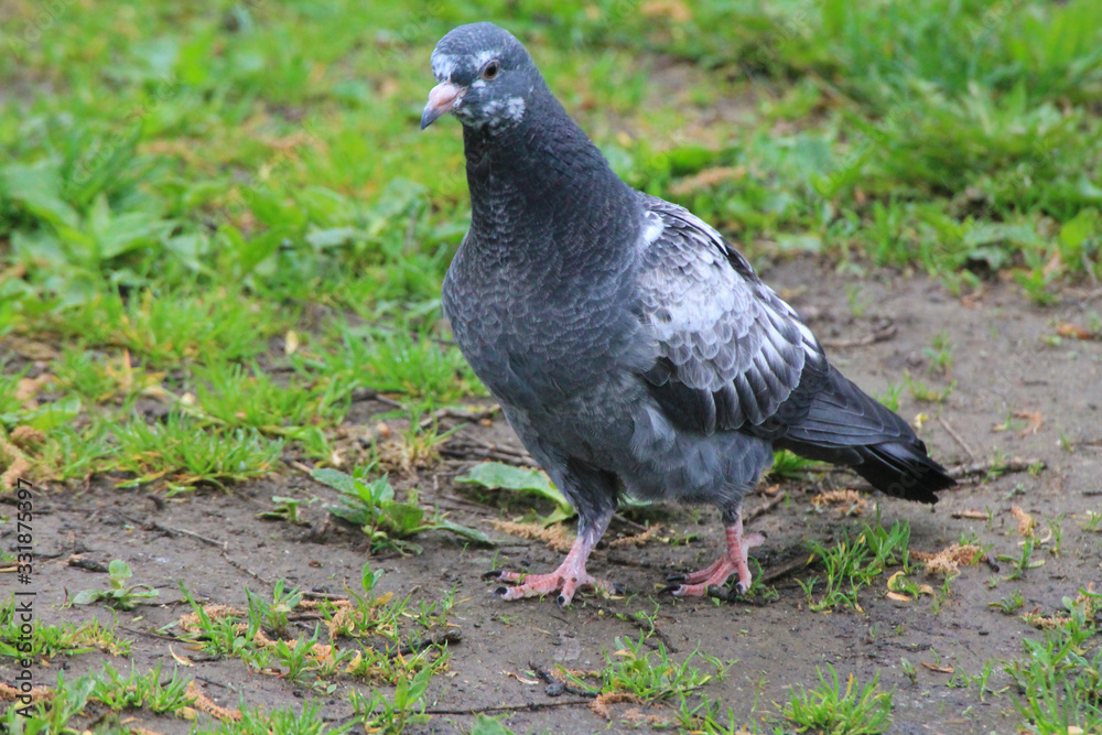 Summer morning a beautiful white-blue pigeon stands in the grass of a city park. Summer morning a beautiful white-blue pigeon stands in the grass of a city park.