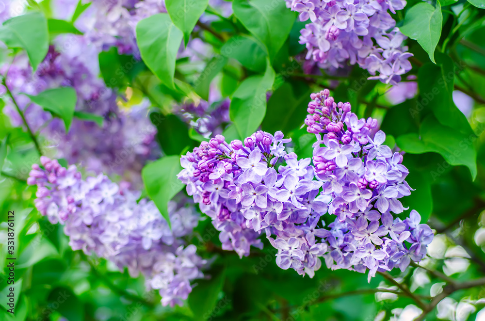 Spring lilac flowers