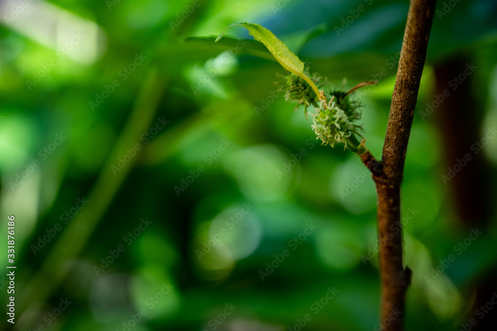 Raw Mulberry Raw Mulberry