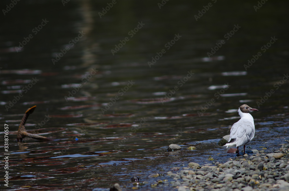 Brown-hooded gull preening and anchor to the left. Brown-hooded gull preening and anchor to the left.