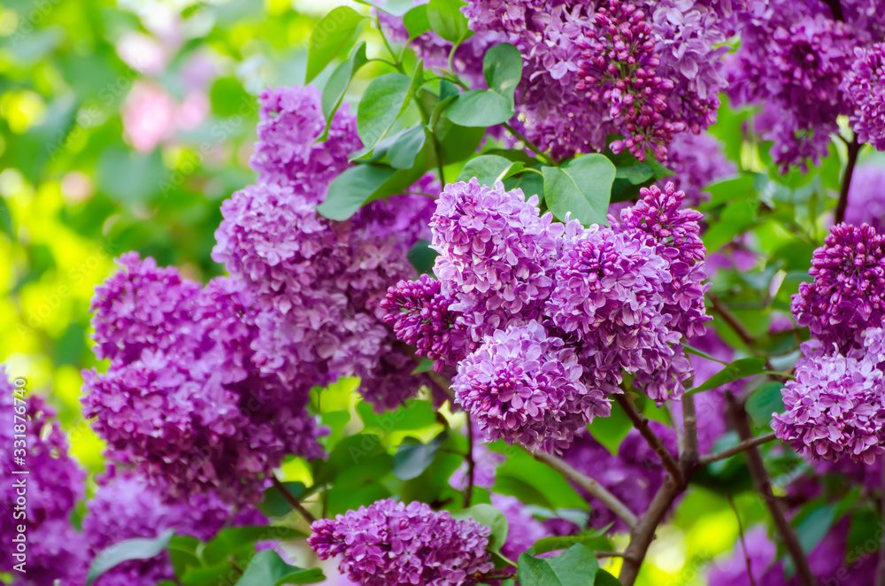 Spring lilac flowers Spring lilac flowers