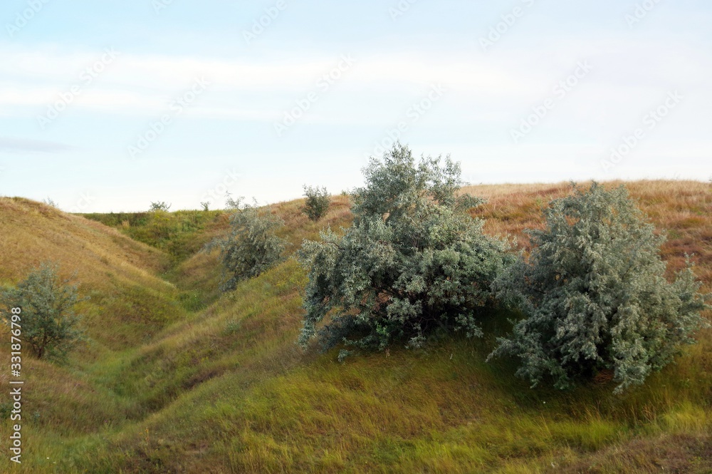 Rare Elaeágnus Silver Trees on a Hillside Rare Elaeágnus Silver Trees on a Hillside