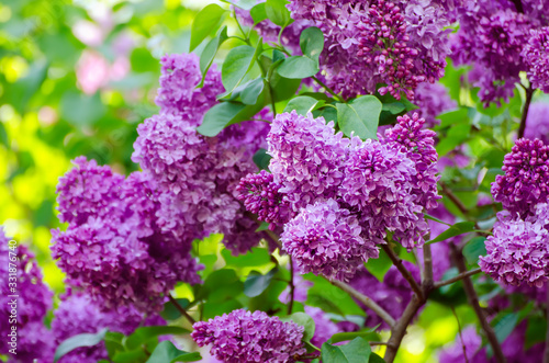 Spring lilac flowers