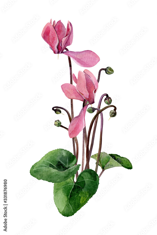 A small bouquet of watercolor pink cyclamen