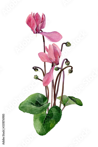 A small bouquet of watercolor pink cyclamen photo